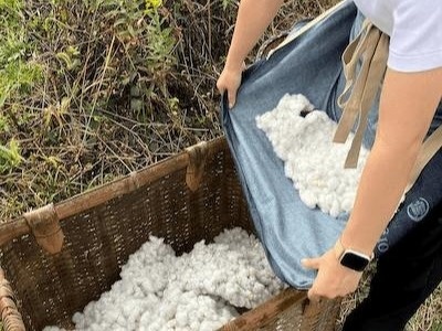 Harvested cotton