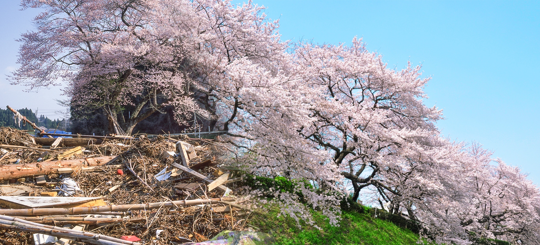 オーガビッツ さくら並木プロジェクト 福島県新地町で桜の植樹を行いました 地域と成長する ニュース 株式会社アダストリア